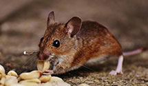 24 Hour & Emergency Exterminators in N Haven, CT